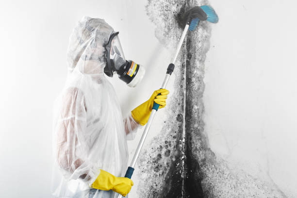 Reliable Cle Elum, WA Mold Removal Solutions